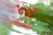 Johannisbeeren (c) Astrid Padberg
