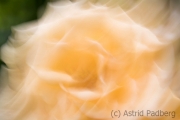 Rose (c) Astrid Padberg