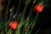 Mohnblume (c) Carolin Ulbricht