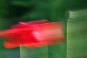 Mohnblume (c) Carolin Ulbricht