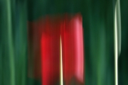Mohnblume (c) Carolin Ulbricht