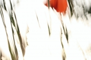 Mohnblume (c) Carolin Ulbricht