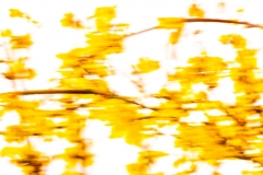 Forsythie (c) Hans Peter Eckstein