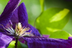 Clematis