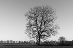 Mein Freund, der Baum ... (Immerath 2019)