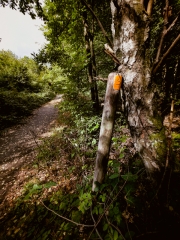 orange;(c) Ina Herzig