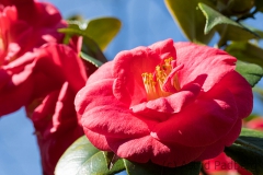Japanischer Garten, Leverkusen