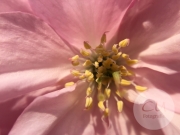 Japanischer Garten, Leverkusen