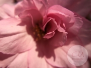 Japanischer Garten, Leverkusen
