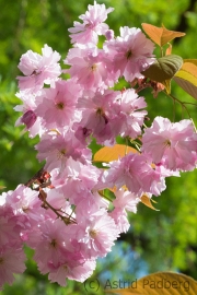 Japanischer Garten, Leverkusen