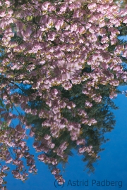 Japanischer Garten, Leverkusen