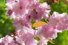 Japanischer Garten, Leverkusen