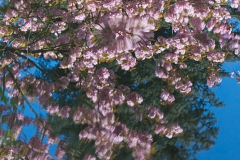 Japanischer Garten, Leverkusen