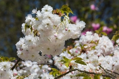 Japanischer Garten, Leverkusen