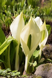 Japanischer Garten, Leverkusen