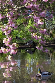 Japanischer Garten, Leverkusen