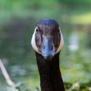 Japanischer Garten, Leverkusen