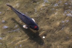 Japanischer Garten, Leverkusen