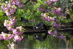 Japanischer Garten, Leverkusen
