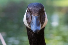 Japanischer Garten, Leverkusen