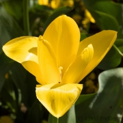 Japanischer Garten, Leverkusen