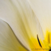 Japanischer Garten, Leverkusen