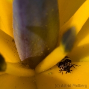 Japanischer Garten, Leverkusen