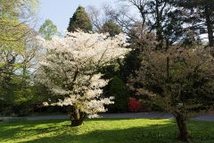 Japanischer Garten, Leverkusen