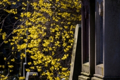 Jüdischer Friedhof Gelsenkirchen