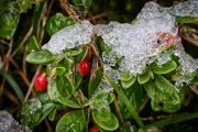 Preiselbeeren mit Schneehaube (c) Detlef Buxmann Preiselbeeren mit Schneehaube (c) Detlef Buxmann