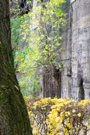Natur auf dem Vormarsch (c) Astrid Padberg