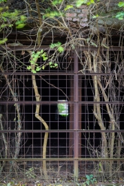 Natur auf dem Vormarsch (c) Astrid Padberg