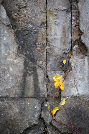 Natur auf dem Vormarsch (c) Astrid Padberg