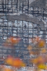 Natur auf dem Vormarsch (c) Astrid Padberg