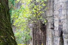 Natur auf dem Vormarsch (c) Astrid Padberg