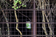 Natur auf dem Vormarsch (c) Astrid Padberg