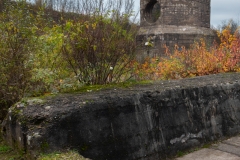 Natur auf dem Vormarsch (c) Astrid Padberg