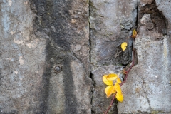 Natur auf dem Vormarsch (c) Astrid Padberg