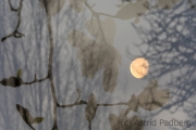 Mond auf der Flucht ins Gebüsch