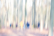 Grafenberger Wald