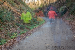 Nachmittags im Wald