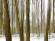 Zauberwald I (c) Annette Ulrich