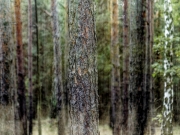 Zauberwald II (c) Annette Ulrich