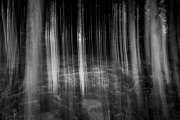 Mystischer Wald (c) Andreas Otto