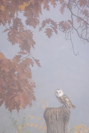 Schuu-hu-huhuhuhuu, die Zauberin (c) Astrid Padberg