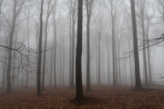 Wald im Nebelmodus (c) Andreas Otto