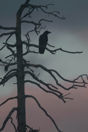 Der Rabe Huckebein (c) Hans Peter Eckstein