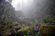 Die magische Brücke im Zauberwald (c) Astrid Padberg