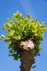 Struwwelpeter (c) Astrid Padberg