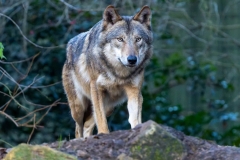 Kein böser Wolf (c) Hans Peter Eckstein